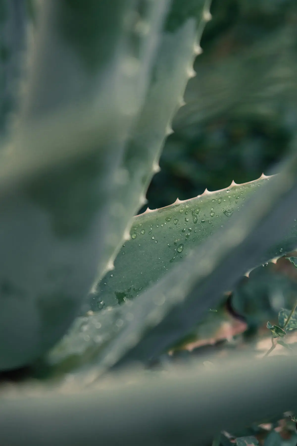 Aloe vera plant up close — Forever Living Products getting started guide