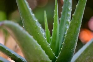 Pure aloe vera leaf and gel — Forever Living Products quality ingredients