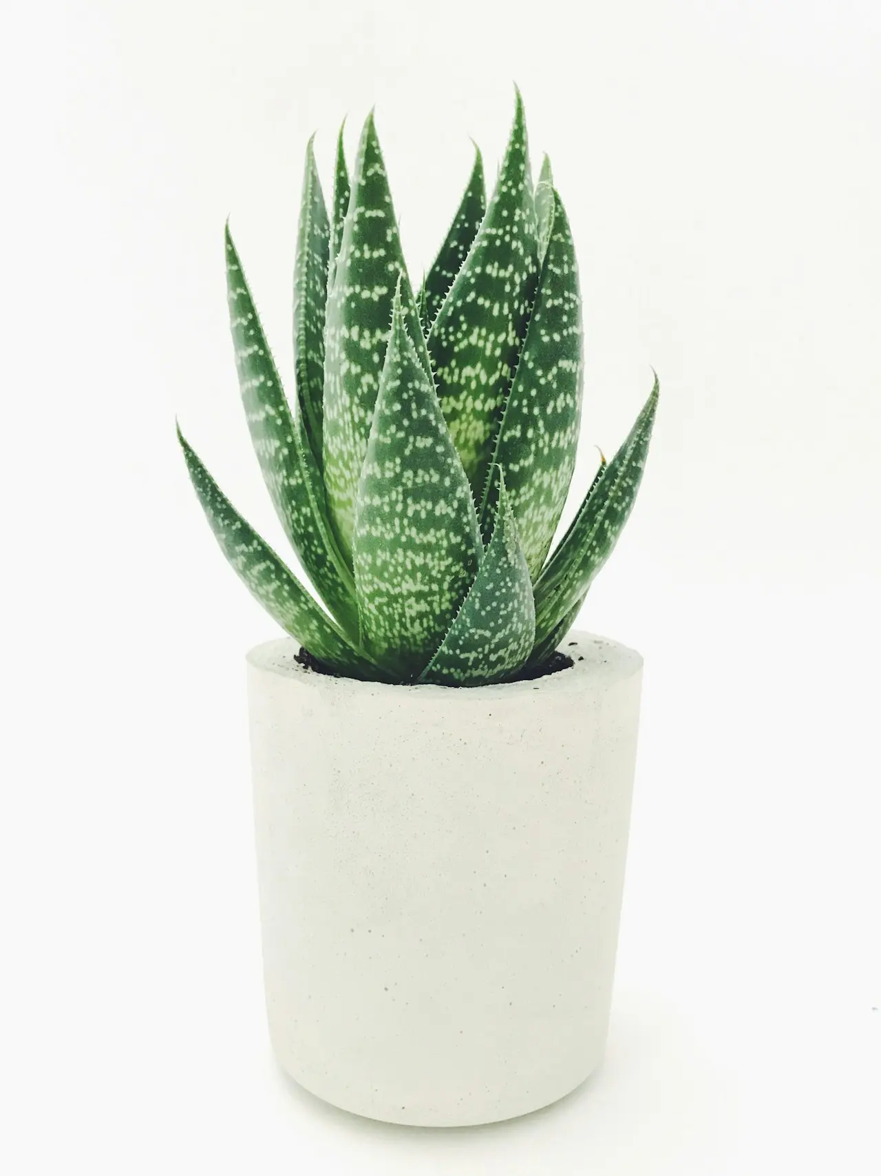 fresh aloe vera plant with thick green leaves